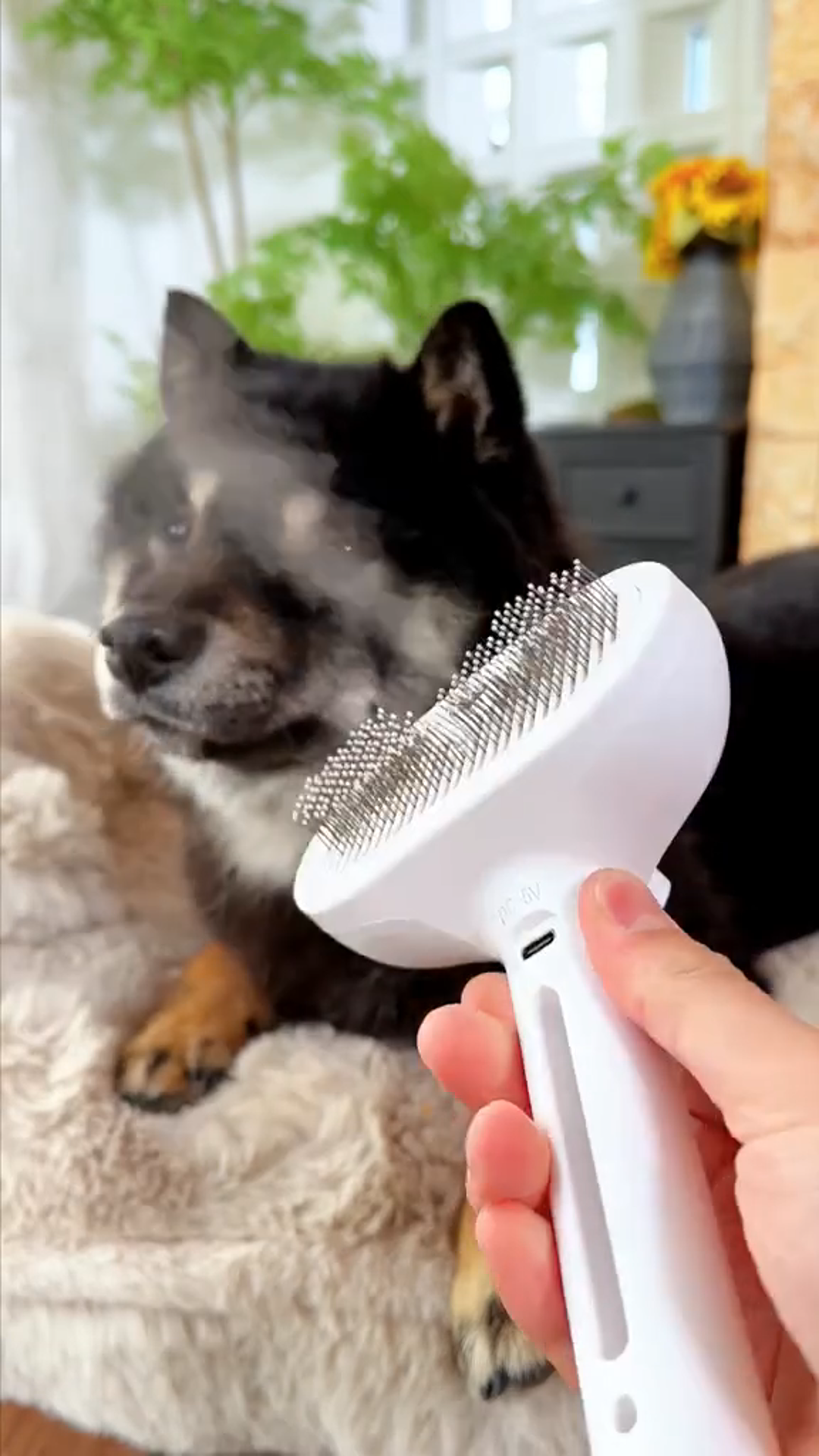 Mist Grooming Brush